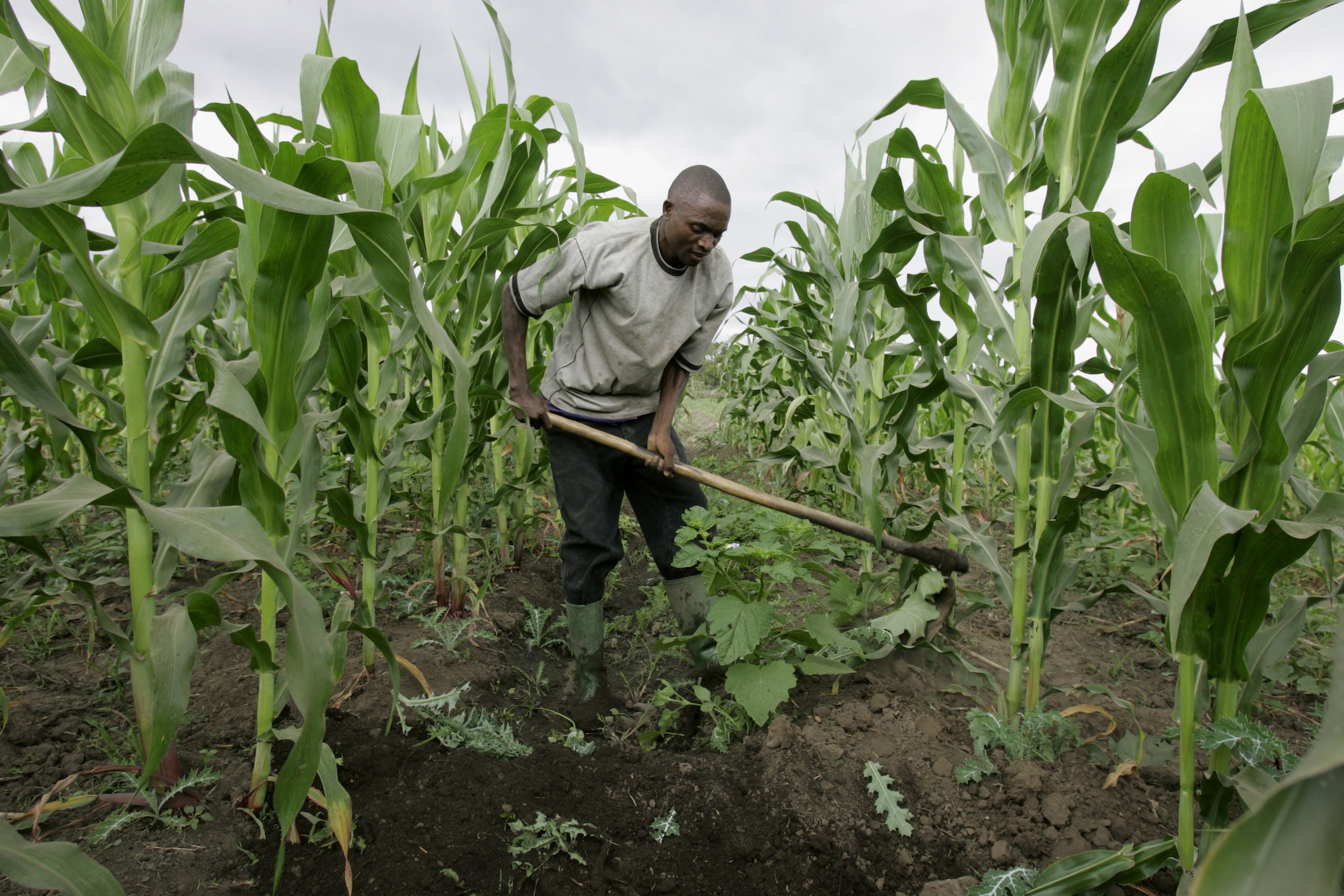 society-of-crop-agribusiness-advisors-of-kenya-set-high-production