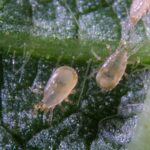 Using tiny predators to tackle agricultural pests