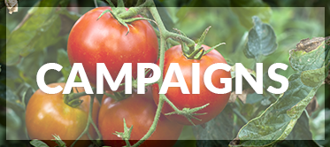 Foodwatch-Campaigns-Kenya