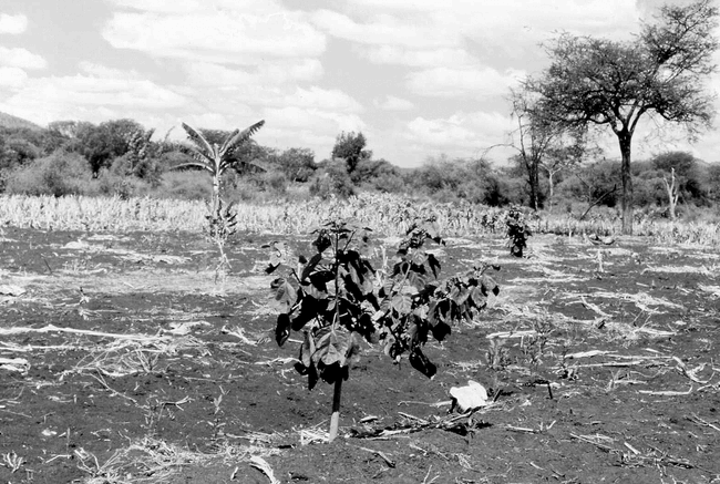 Elnino Floods in Mount Kenya 1997