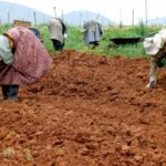 Agriculture Tanzanias Best Option to Escape Poverty