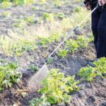 New EU MRLs for the pesticide Chlorpyrifos