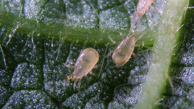 Using Tiny Predators to Tackle Agricultural Pests