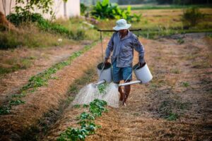 Development of a Food Safety Policy Framework for Kenya - Vietnam Case Study