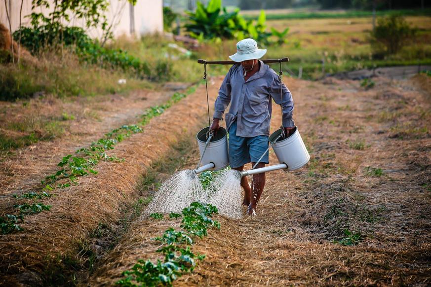 Development of a Food Safety Policy Framework in Kenya: Vietnam Case Study