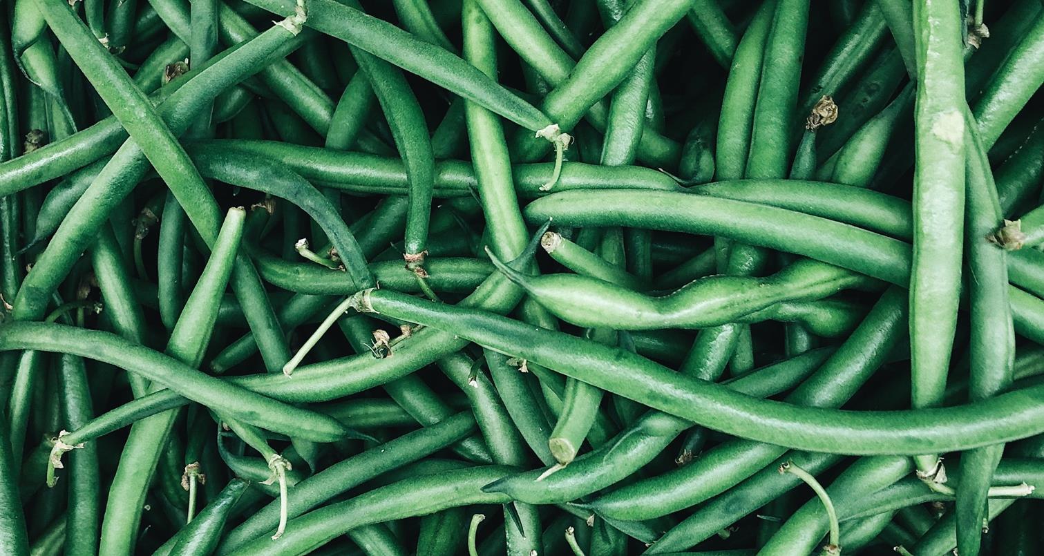 Optimizing Production of French Beans