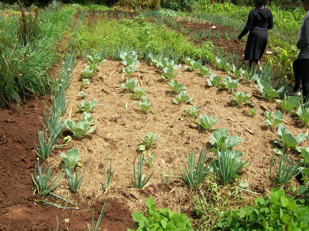 Cultivating Change: How the REALMS Project is Reshaping Farming Practices in Kenya